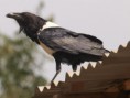 /album/photogallery/pied-crow-lamin-feb-2012-jpg/